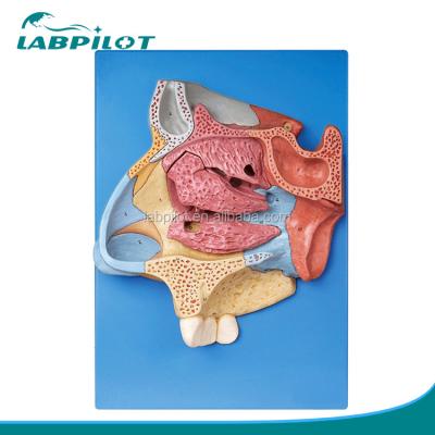 China Advanced PVC Nasal Cavity Model for Comprehensive Anatomical Understanding of Nose for sale