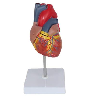 China Medical Anatomy Plastic Human Heart Model for Anatomical Demonstration in Clinics for sale