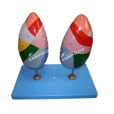 China Bronchopulmonary Segments of Lung Model Human Life Size for Schools and Medical Teaching for sale