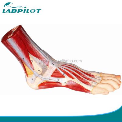 China Vivid Muscle Model of Human Foot Plantar Anatomy Detailed Structures Foot Anatomy Model for sale