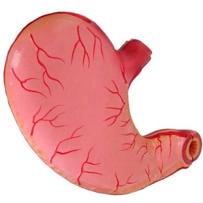 China Advanced PVC Medical Teaching Model for Hospitals Human Stomach Anatomical Model for sale