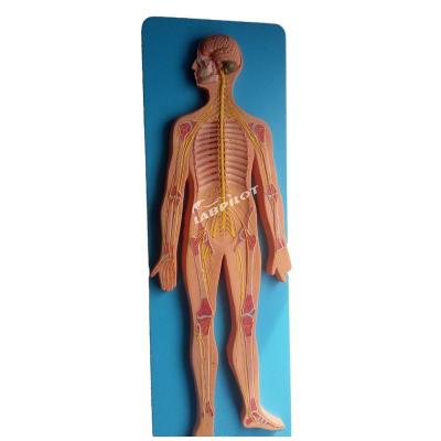 China Medical Science Anatomical Model of Human Nervous System for Hospitals and Clinics for sale