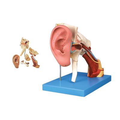 China Advanced PVC Ear Anatomy Teaching Model 4 Times Amplified Structure Outer and Middle Ear for sale