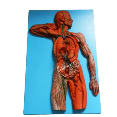 China Human Immune System Anatomical Teaching Model 3D Simulator for Lymphatic System Organ for sale