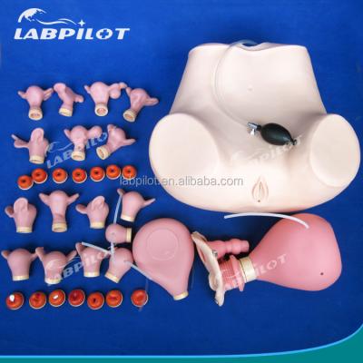 China Medical Science Various Gynecological Nursing Skills Training Manikin Pelvic and Vagina Examination Model for sale