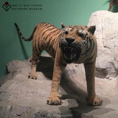 China Tiger China Resin Fiberglass Animal Statue for sale