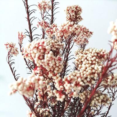 China Durable Preserved Rice Flower Preserved Perennial Foliage Plants Dried Rice Flower For Wedding Decoration for sale