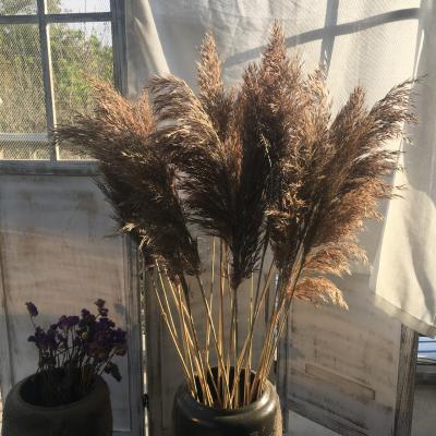 China Durable Fluffy Feather Thatch 1.5m Dry Pampas Preserved Pampas Grass Dried Flowers Pink Pampas Grass for sale