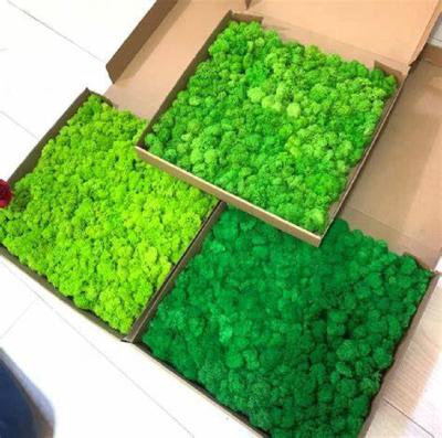 China Cheap Price Durable Preserved Durable Natural Moss Reindeer Moss Board Wall Decoration for sale