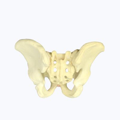 China Medical Models Human Pelvis Anatomy Model for Medical Anatomy Biology Training Aid for sale