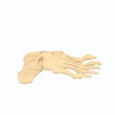 China Forming model of deformed foot joints with flexible joints and resistant materials to carry natural dimensions for sale