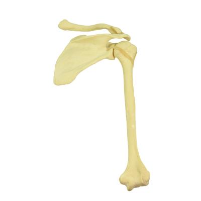 China Medical models shoulder includes scapula, clavicle, and full articulated humerus with latex bands for sale