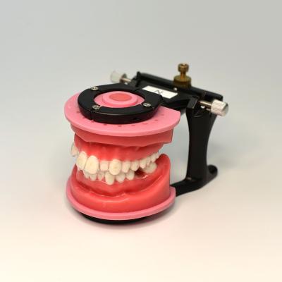 China High Quality Oral Model Training Tooth Orthodontic Model for sale