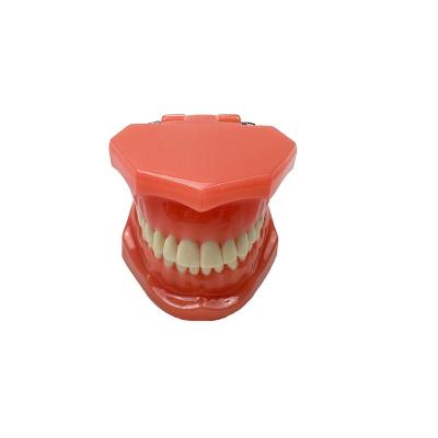 China Dental show orthodontic models used for bracket correction are of high quality resin with delicate structure for sale