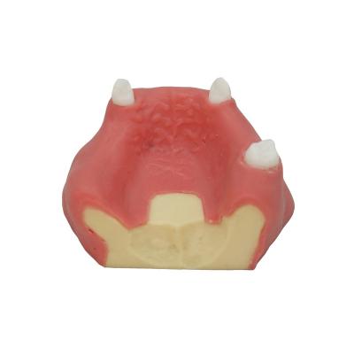 China High Quality Maxillary Sinus Implant Practice Practice Model for sale