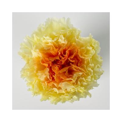 China Natual Touch Wholesale Extraordinary Preserved Yunnan Flowers Carnation Flower Delivered Preserved Carnations for sale