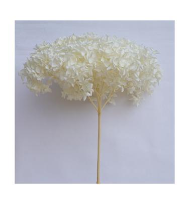 China Yunnan Flower Hydrangeas Wholesale Durable Preserved White Hydrangea Wedding Bouquets Anna Hydrangeas for sale