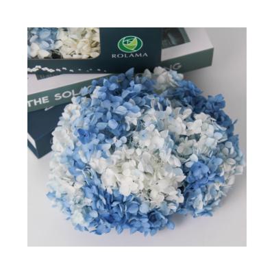 China Wedding Decor Christmas Decoration Flower Wedding Centerpieces Hydrangeas Bicolor Dry Hydrangea for sale