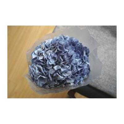 China Natural touch preserved flowers real touch material hydrangea large decorative everlasting hydrangea decoration for wedding for sale