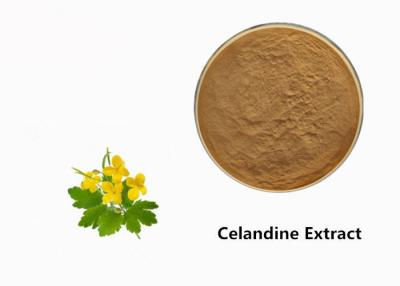 China Celandine Plant Extract Powder for sale