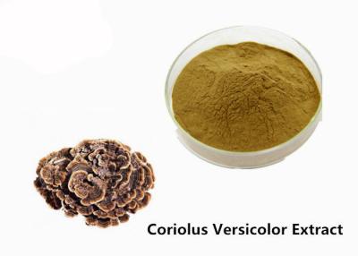 China Strengthen Physique Brown Yellow Coriolus Versicolor Extract Powder for sale