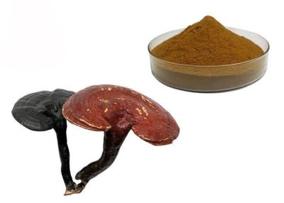 China 50% Purity Ganoderma Lucidum Reishi Mushroom Extract Powder for sale