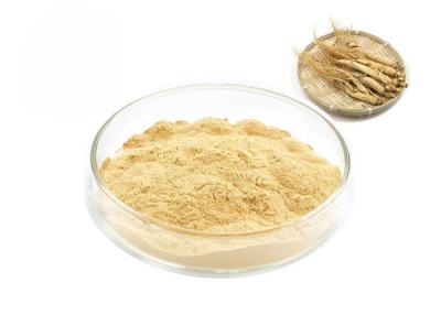 Chine Extrait pur sibérien organique de ginseng de la racine 30% 80% Ginsenosides à vendre