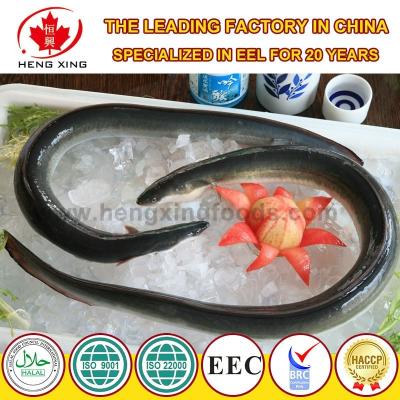 China Frozen Gutted Eel FROZEN - Anguilla (HACCP, BRC, ISO, EU approval) for sale