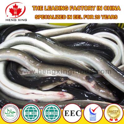 China Frozen Eel FROZEN - Anguilla/Japanese Quince from China for sale