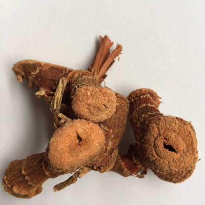 China Dried Guangdong Dried Galangal Root 2020 NEW CULTURE for sale