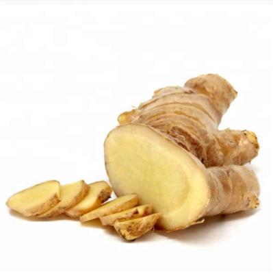 China Fresh Air Ginger For Large Business Super Dry Factory Fresh for sale