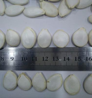 China Chinese Dry Pumpkin Seeds/Snow White and Glow Skin for sale