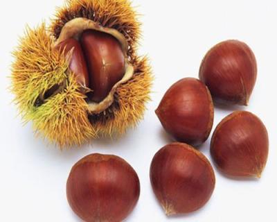 China Fresh Chinese Fresh Chestnut in Shell Factory Directly Supply for sale