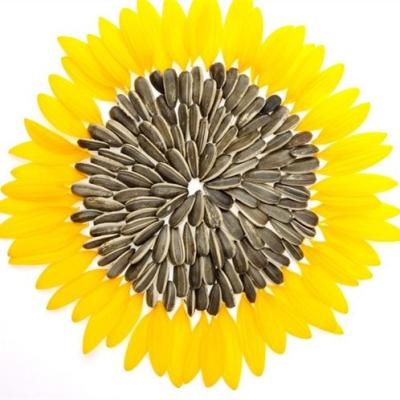 China Dry Type And Common Sunflower Seeds Cultivation 5009/363/601 Sunflower Seeds for sale