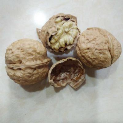 China High quality new culture dry healthy natural chilean inshell walnut for sale