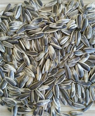 China Dry Chinese Hybrid Mixed 601 And 363 Type Sunflower Seeds At Cheap Price for sale