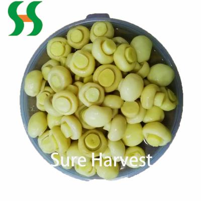 China Healthy Hot Selling Mushroom Wholesale Export Can Buyers for sale