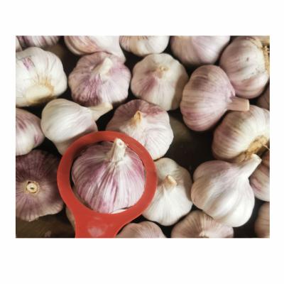 China 2021 Wholesale Price Fresh Fresh White Garlic for sale