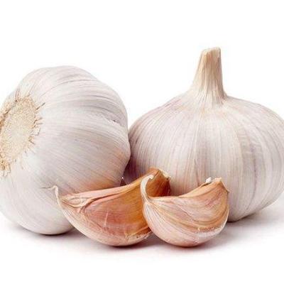 China Chinese Fresh Garlic 2021 Fresh Best Natural Garlic Price - New Culture for sale