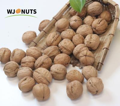 China Wholesale Dry Walnut Shells Cheap Price Xinjiang 185 Good Quality Walnut for sale