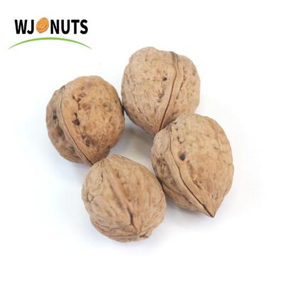 China Factory Price Shell Xinjiang Walnut Inshell Washed Xingfu Dry Thin Walnuts for sale