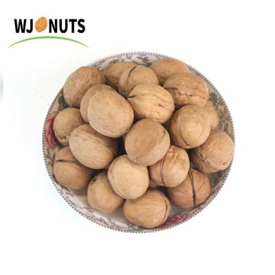 China High Quality 100% Natural Dry Unwashed 33 Walnuts From China Xinjiang To Shell for sale