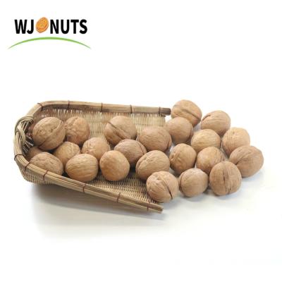 China Xinjiang Thin-SHELL Dried Chinese Organic Walnut Washed 33 Inshell Wholesell Price for sale