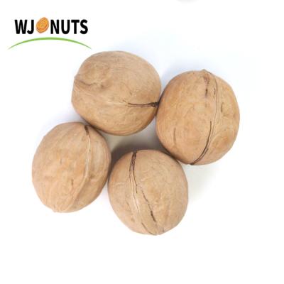 China Xinjiang Thin-SHELL Dried Top Selling Walnut Washed 33 Inshell for sale