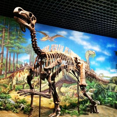 China Hot Sale Steel Factory Handmade Resin Life Size Dinosaur Fossil Large For Dinosaur Museum for sale