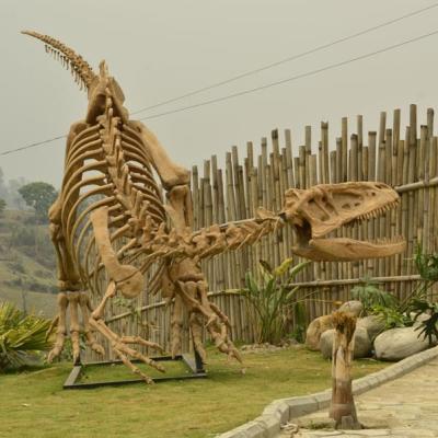 China Theme Park High Simulation Artificial Life Size Museum Exhibit Dinosaur Bones for sale