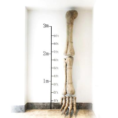 China FRP Museum Standard Customized Lifelike Artificial Dinosaur Bones for sale