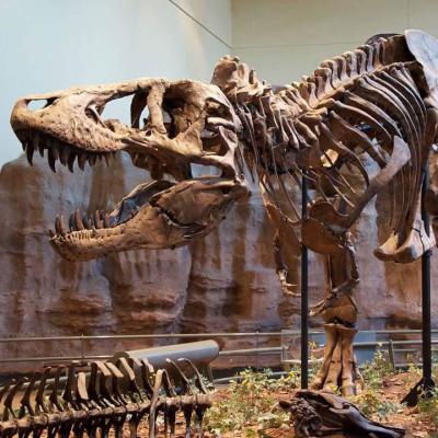 China Steel Museum Customized Life Size Dinosaur Model T-rex Skeleton Fossil for sale