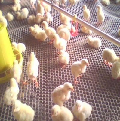 China Farms Plastic Chicken Net Cage Poultry Equipment Plastic PE Chicken Cage Poultry Plastic for sale