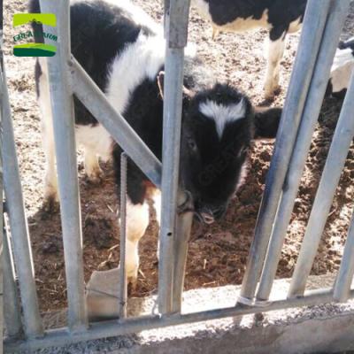 China BIG FARM Cattle Farm Equipment Cattle Fence Galvanized Cattle Force Collar for sale